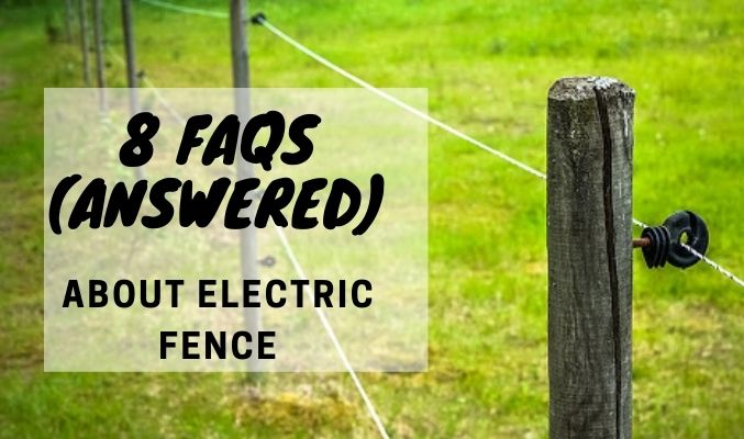are electric fences bad for dogs